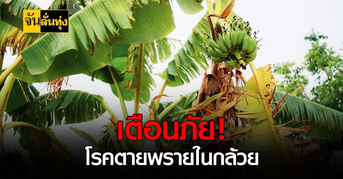 เกษตรกรควรเฝ้าระวัง โรคตายพรายกำลังกลับมาระบาด !