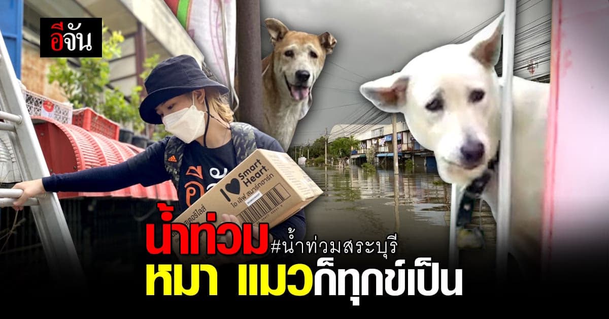 เดือดร้อนไม่แพ้กัน! หมา แมว ผจญกับ น้ำท่วมสระบุรี