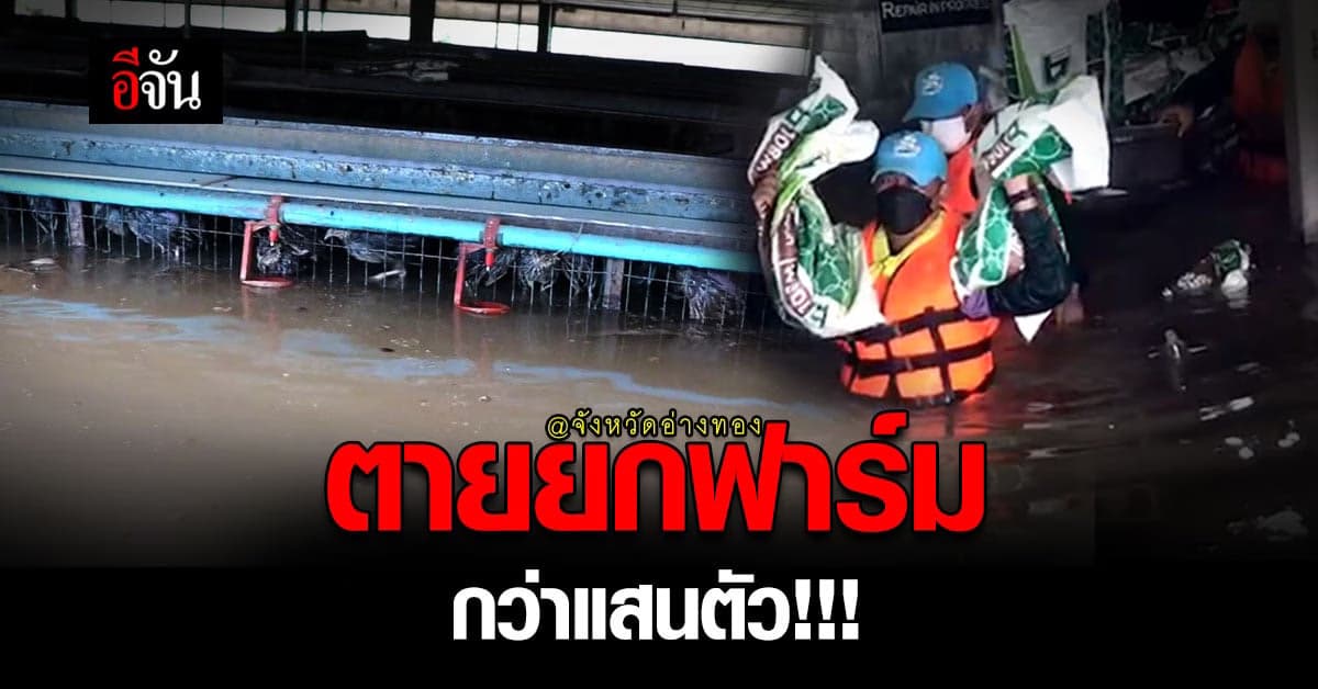 ฟาร์มนกกระทา อ่างทอง เจอน้ำท่วม เจ้าของย้ายไม่ทัน จมน้ำตายกว่าแสนตัว