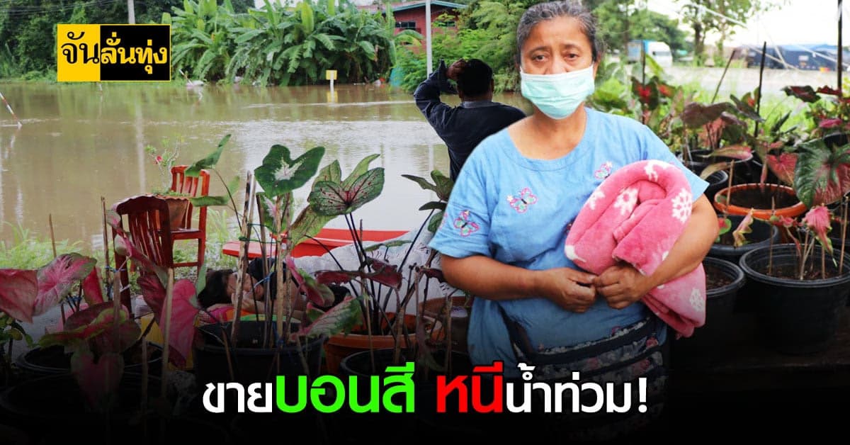 แม่ค้าไก่ทอดพลิกวิกฤต ขายบอนสี สร้างรายได้สู้ภัยน้ำท่วม