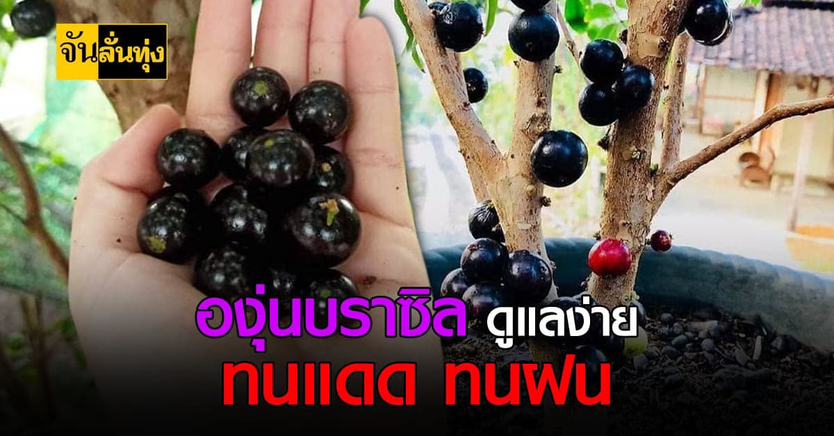 องุ่นบราซิล พืชตัวใหม่ ปลูกเป็นไม้ประดับได้