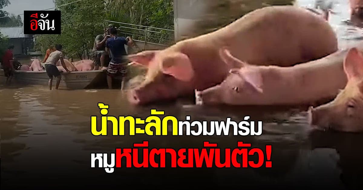 เจ้าหน้าที่เร่งช่วยหมู 1,000 ตัวหนีน้ำท่วม อย่างทุลักทุเล