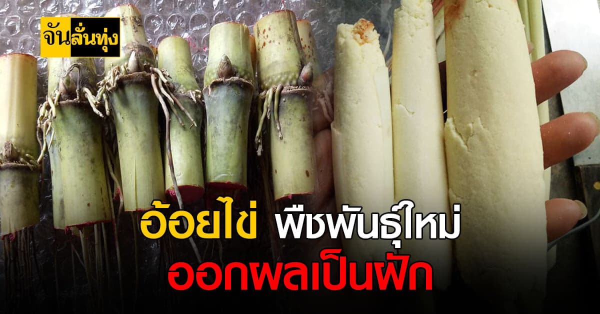 จึ้งไม่ไหว! อ้อยออกผลเป็นฝัก รสชาติคล้ายกะหล่ำปลี