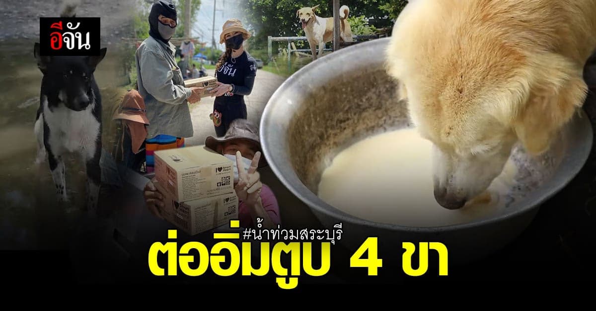 น้ำท่วม อย่าทิ้งน้องๆ 4 ขานะ เพราะเขาก็มีชีวิตจิตใจ