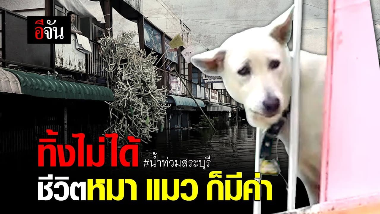 (Video) ทิ้งไม่ได้ ชีวิตหมา แมว ก็มีค่า #น้ำท่วมสระบุรี