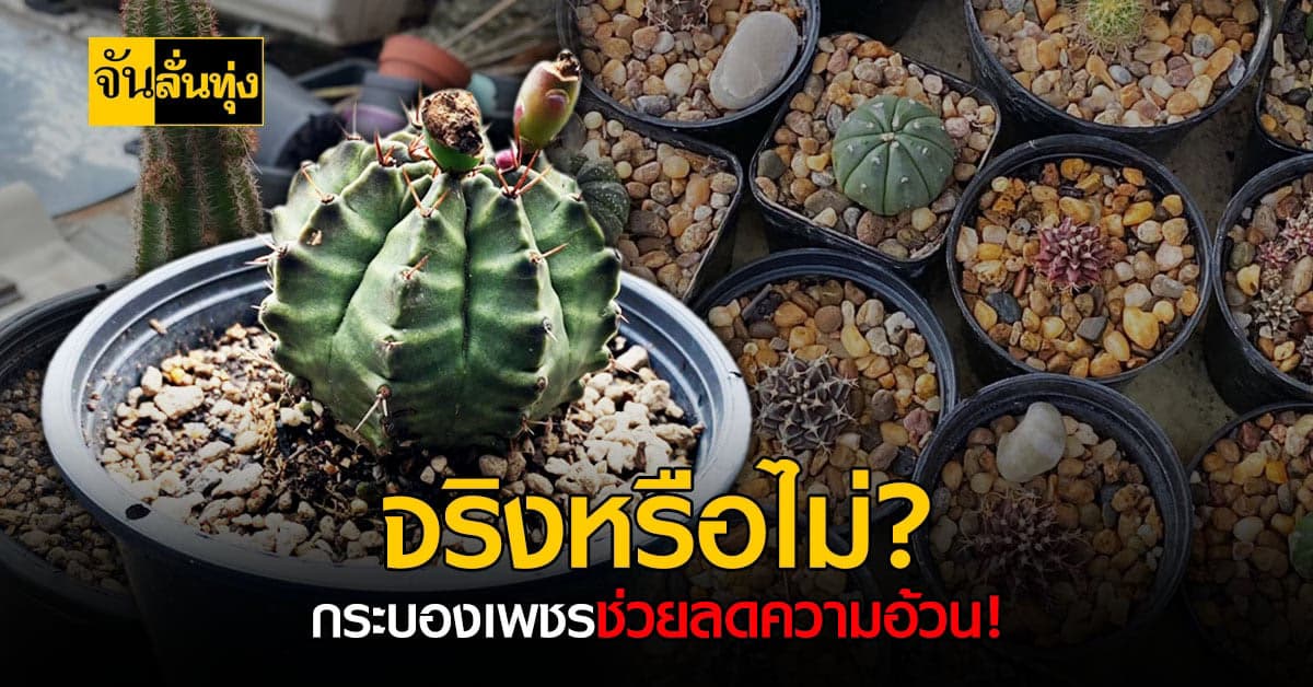 กระบองเพชรจะช่วยลดความอ้วนได้จริงหรือ…