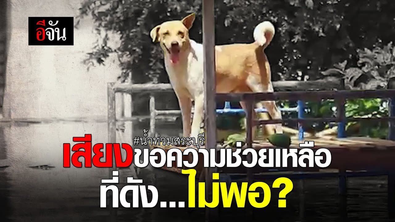 (Video) เสียงขอความช่วยเหลือ…ที่ดังไม่พอ?