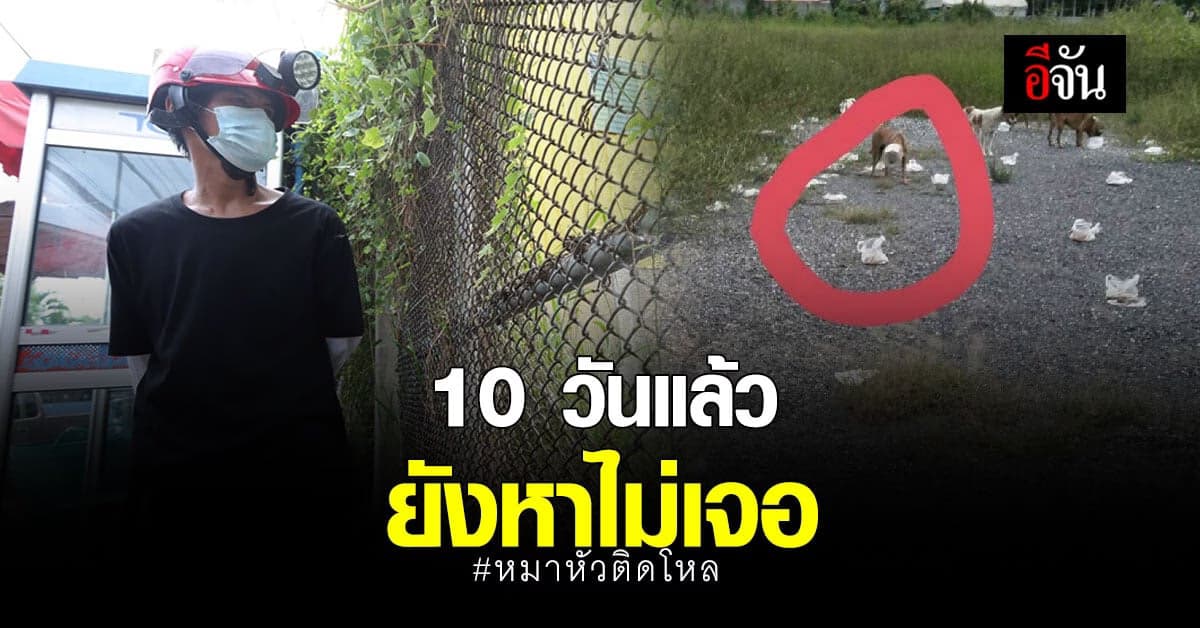 ตามหามา 10 วันแล้ว ยังหาหมาติดขวดโหลไม่เจอ