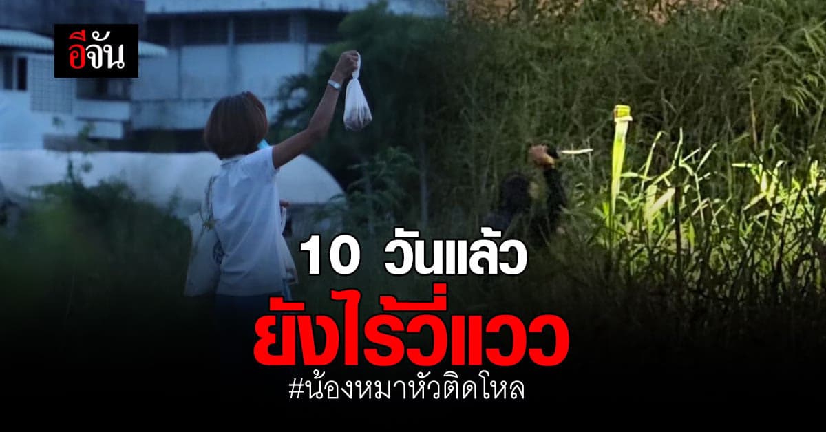 หมาหัวติดโหล 10 วันแล้ว ยังไร้วี่แววที่จะเจอ