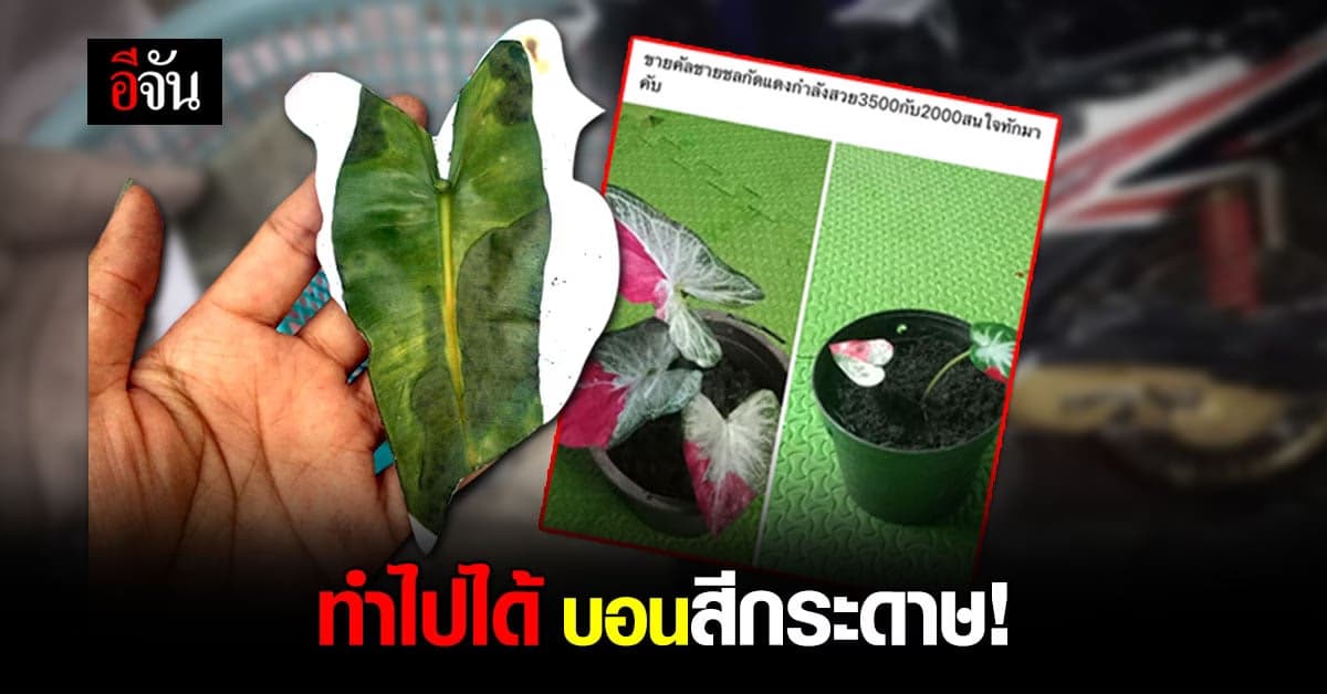 เตือนภัยบอนสีย้อมแมว! แปะกระดาษปริ้นท์ลายทับใบไม้อีกที