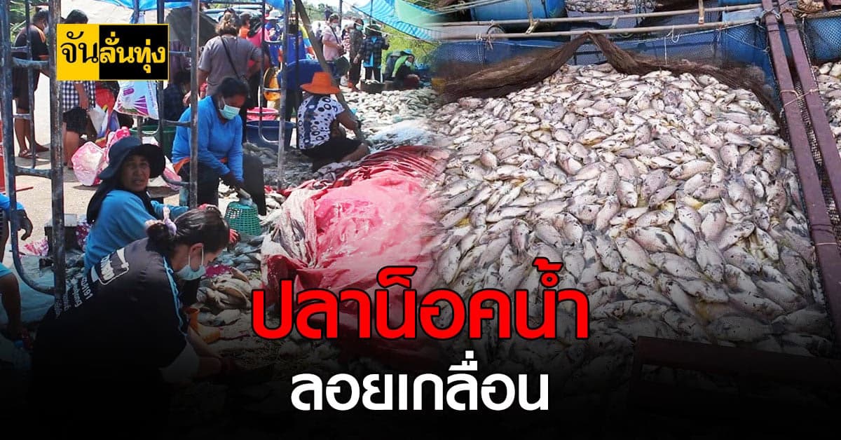 มหาสารคามปลาตายยกกระชัง ชาวบ้านทำใจ ขายถูกเพียงกิโลละ 10 บาท