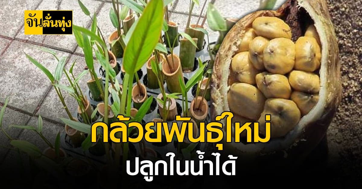 พืชแนวใหม่? กล้วยปลูกในน้ำ ชอบดินเหนียว และต้องใช้น้ำหล่อเลี้ยง