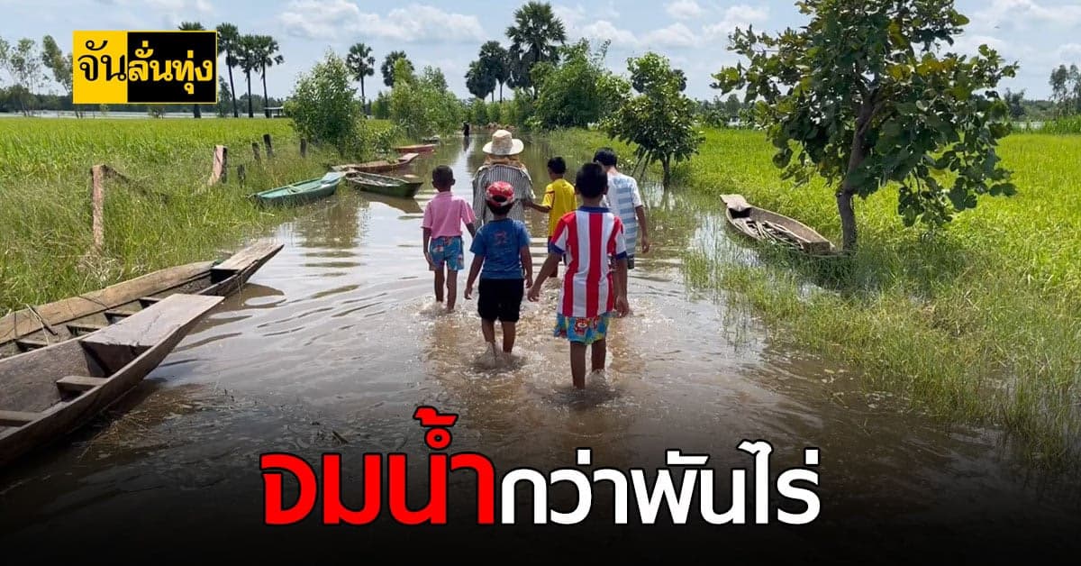 ถึงสุรินทร์แล้ว มวลน้ำจากโคราชเอ่อท่วมนาข้าวกว่าพันไร่