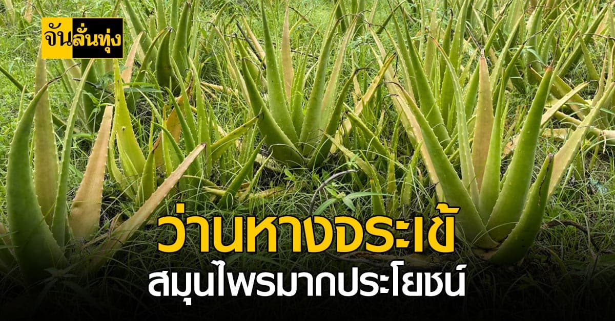 รู้หรือไม่? ว่านหางจระเข้ สรรพคุณเหลือล้น แถมช่วยเรื่องสิว