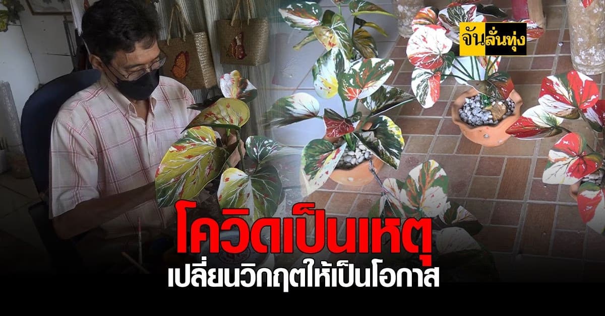 พลิกวิกฤติให้เป็นโอกาส ลุงวัย 69 ปี ทำบอนสีขายแทนผีเสื้อผ้าใยบัว