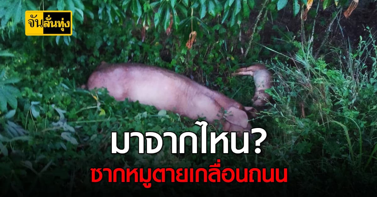 ชาวบ้านห้วยเม็กผวา หลังพบ ซากหมู เกลื่อนถนน หวั่นเกิด โรคระบาด