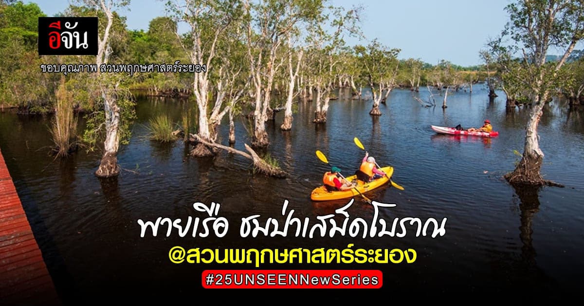 หาวันหยุดรอเลย พายเรือคายัค ชมป่าเสม็ดโบราณ สวนพฤกษศาสตร์ระยอง