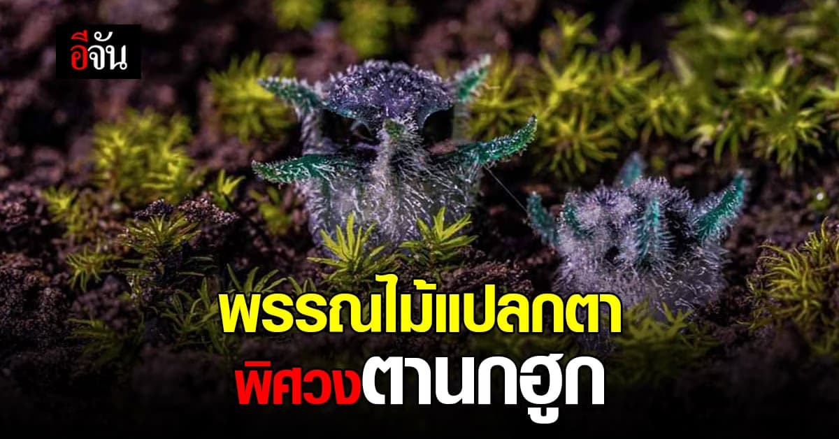 ฮือฮา! พรรณไม้ชนิดใหม่พบบนยอดดอย หน้าตาคล้ายนกฮูก