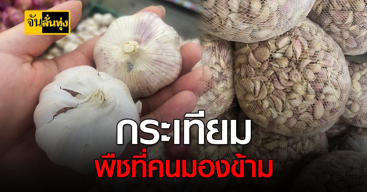 ประโยชน์เพื่อสุขภาพของกระเทียม ที่คุณคาดไม่ถึง !