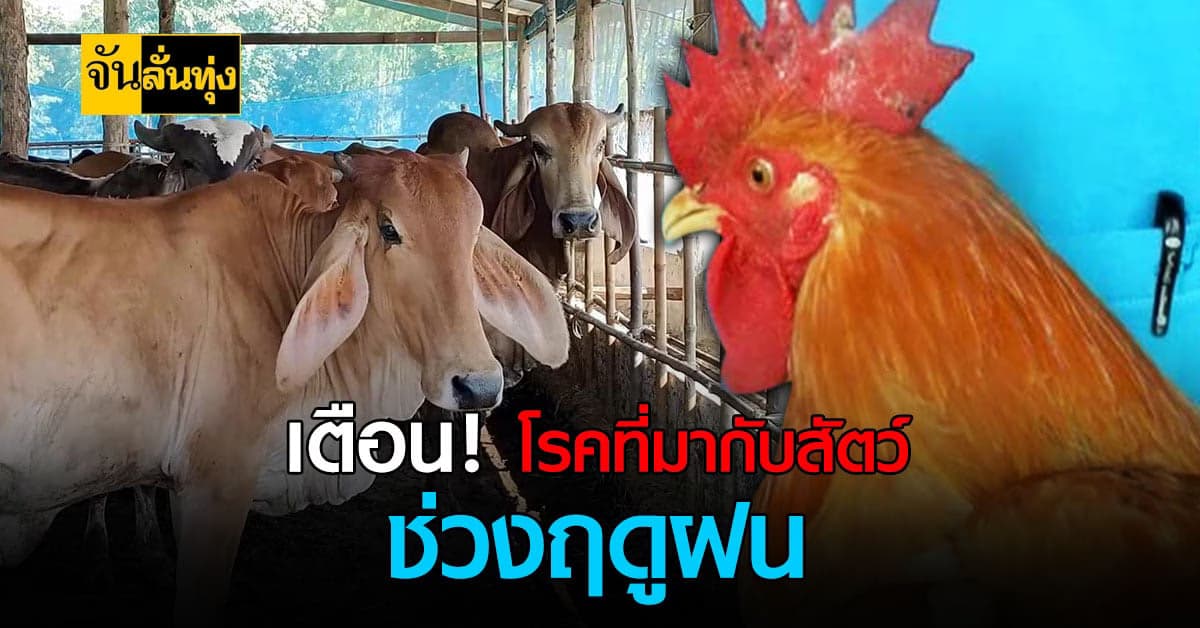 เตือน โรคสัตว์ ที่เกษตรกรต้องระวังช่วงหน้าฝน