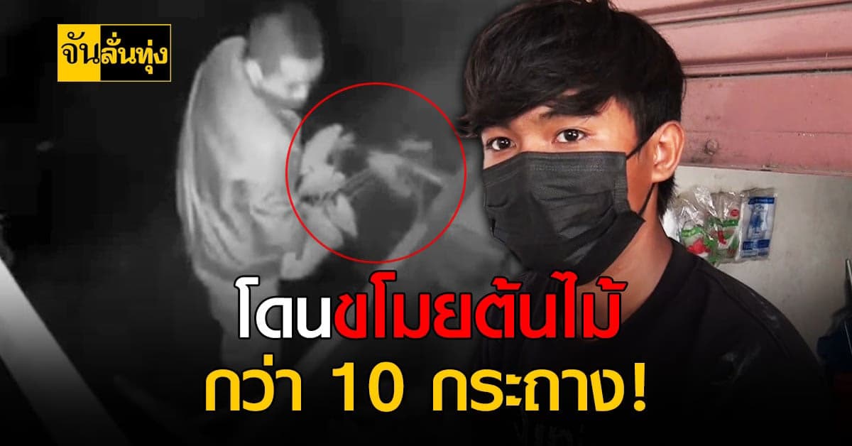 โจรใจบาป ย่องขโมยพันธุ์ไม้ ไม่กลัวแม้กระทั่งกล้องวงจรปิด