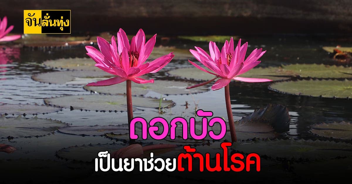 ดอกบัว พืชที่มีคุณค่า สรรพคุณช่วยต้านโรค !