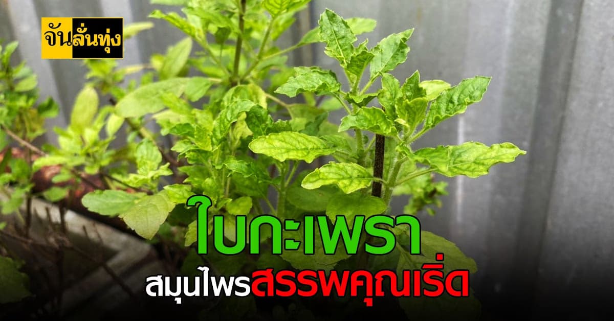 ใบกะเพรา ปลูกง่าย แถมสรรพคุณเยอะ ช่วยลดน้ำตาลในเลือดได้