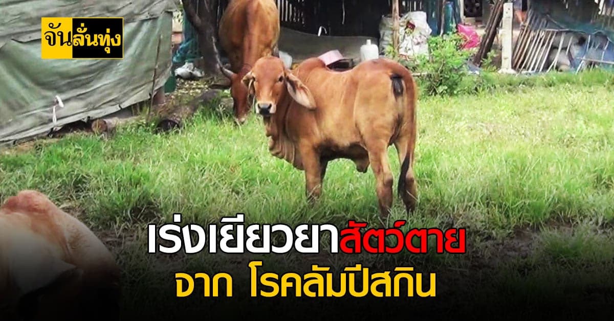 รมช.เกษตรฯ เร่งเยียวยาสัตว์ที่ตายจาก โรคลัมปี สกิน