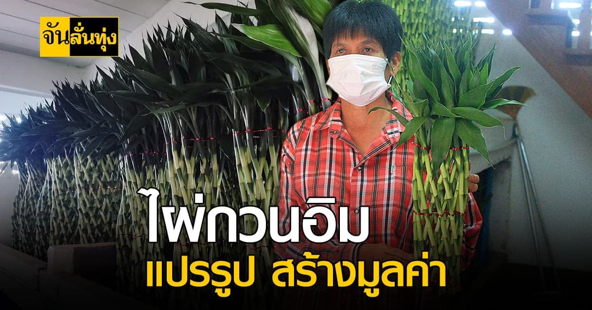 พะเยา แปรรูปไผ่กวนอิม ไม้มงคล สร้างรายได้มากกว่า 1-2 ล้านบาทต่อปี