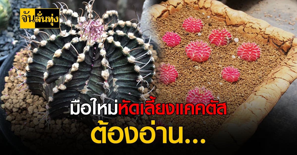มือใหม่ควรรู้! แคคตัสดูแลไม่ยาก ข้อแนะนำสำหรับคนหัดเลี้ยง