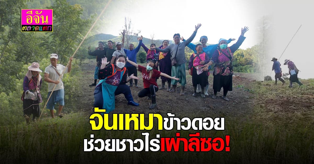 ข้าวดอยขายไม่ได้ โควิดก็ซ้ำทุกข์  อีจันเช่าที่ลงทุน เหมาข้าวชาวลีซอ