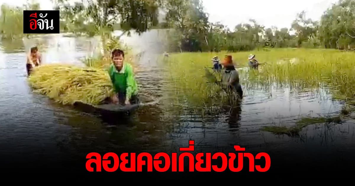 ทุกข์ของชาวนา ข้าวกำลังออกรวง น้ำมา ซัดข้าวล้มหมด
