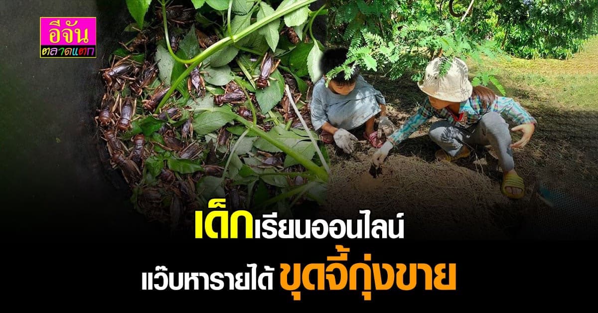 จี้ป่มหรือจี้กุ่ง ร้องเสียงแหลม ราคาดี ขายทีได้หลักพัน