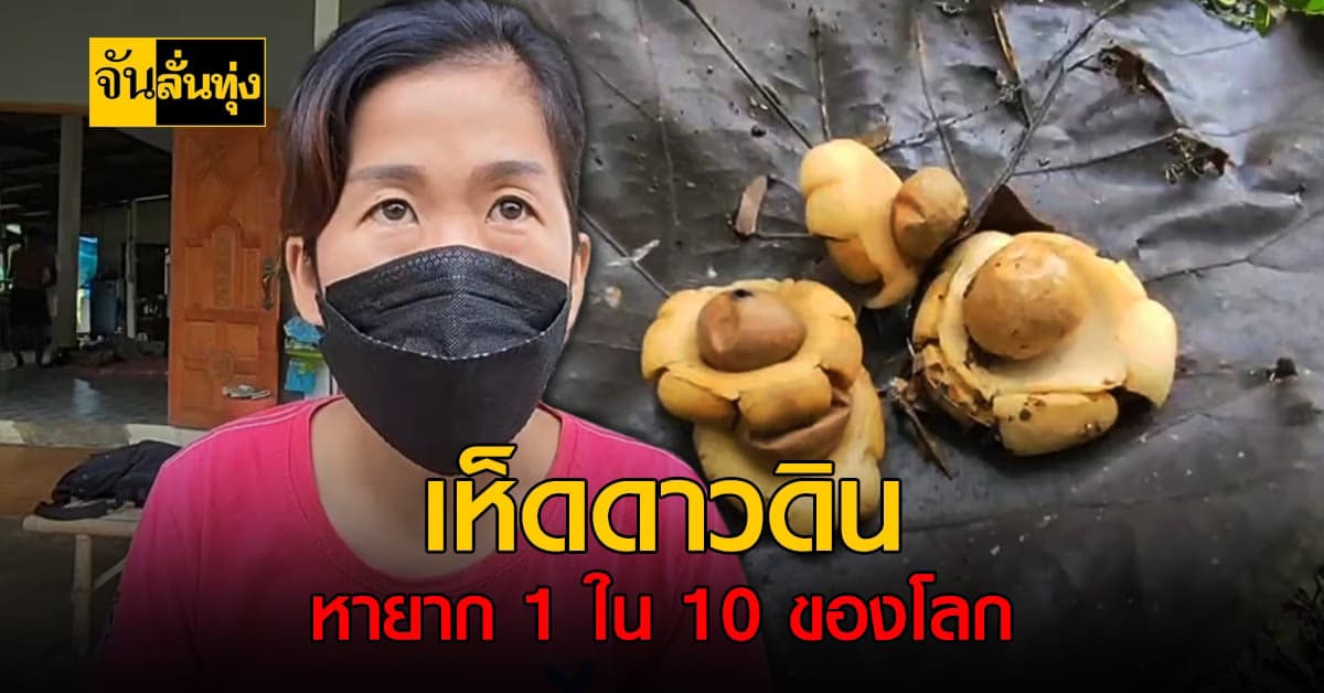 ชาวบ้านเข้าไปเก็บเห็ดในสวนมะขาม เจอเห็ดหายาก 1 ใน 10 ของโลก