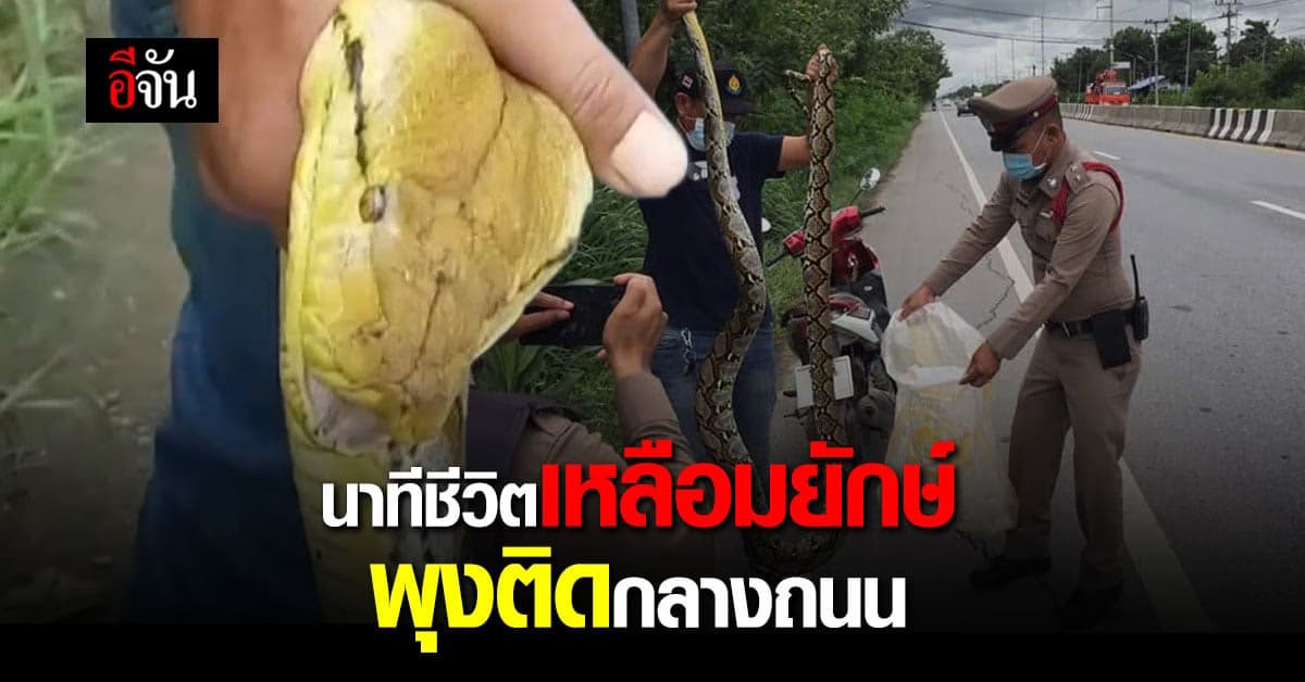 งูเหลือม ยาว 4 เมตร จะเลื้อยข้ามถนน แต่พุงเจ้ากรรมดันติดติดแบริเออร์