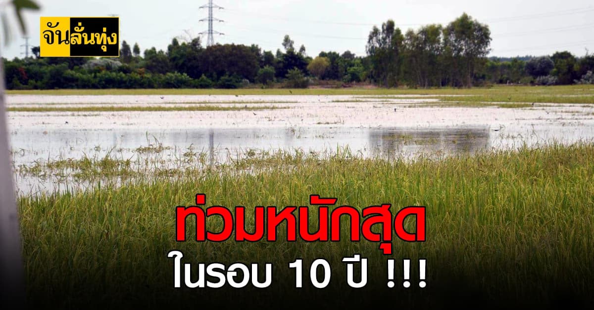สุรินทร์อ่วมหนัก นาข้าวพังเสียหาย กว่า 2,000 ไร่ วอนรัฐ เร่งช่วยเหลือ