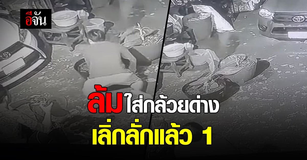 ทั้งหัวเราะ ทั้งน้ำตาไหล  น้องชายล้มใส่กล้วยด่าง ราคาหลักแสน