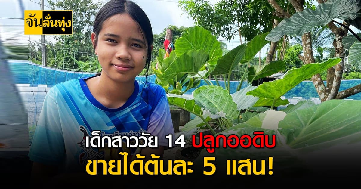 ต้นออดิบ สร้างรายได้สุดปัง ขายต้นละครึ่งล้าน !