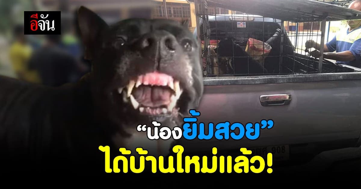 “ยิ้มสวย” หมาพันธุ์พิทบูล ได้บ้านใหม่แล้ว หลังถูกนำมาปล่อยทิ้งวัด