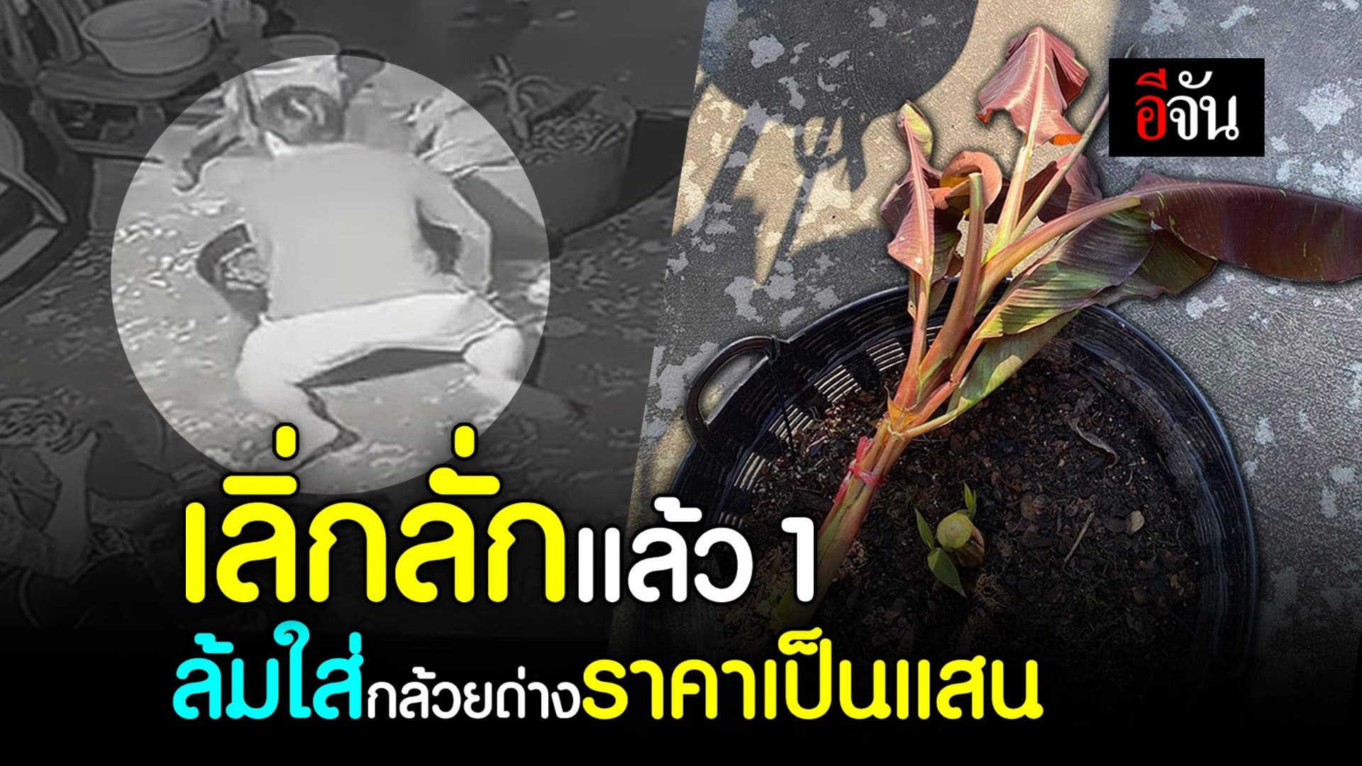 (Video) เลิ่กลั่กแล้ว 1 ล้มใส่กล้วยด่างราคาเป็นแสน