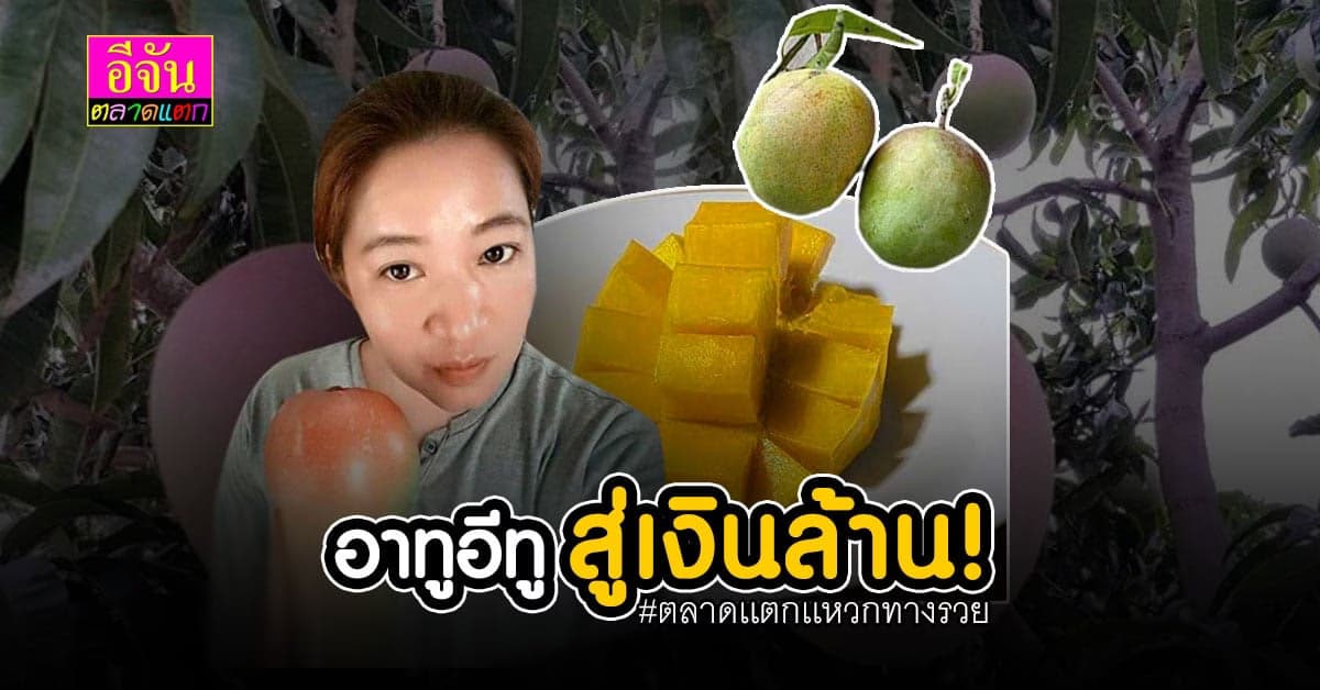 มะม่วงอาร์ทูอีทู มะม่วงนอก ปลูกดีในไทย ผลป้อม ชื่อเเปลก เเต่นิยม