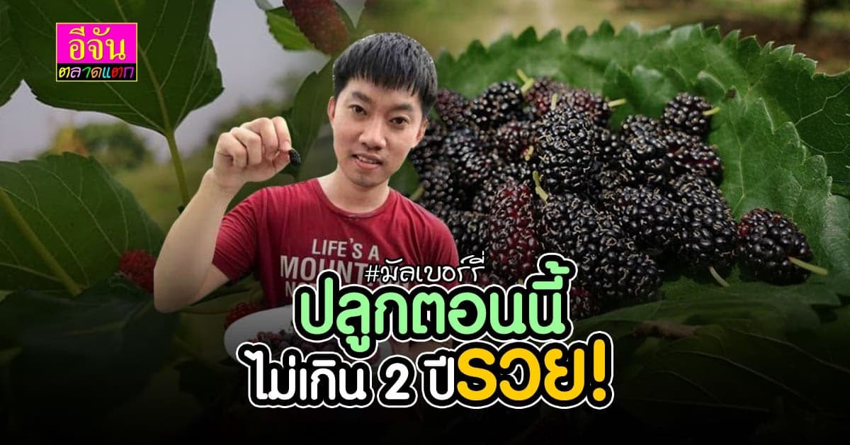 ลูกหม่อน มัลเบอร์รี่ ผลไม้ทำเงินแซงทุกโค้ง