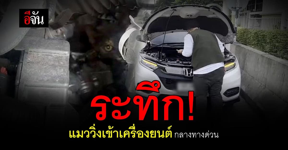 นาทีระทึก แมวคาบลูก วิ่งเข้าเครื่องยนต์ กลางทางด่วน จตุโชติ