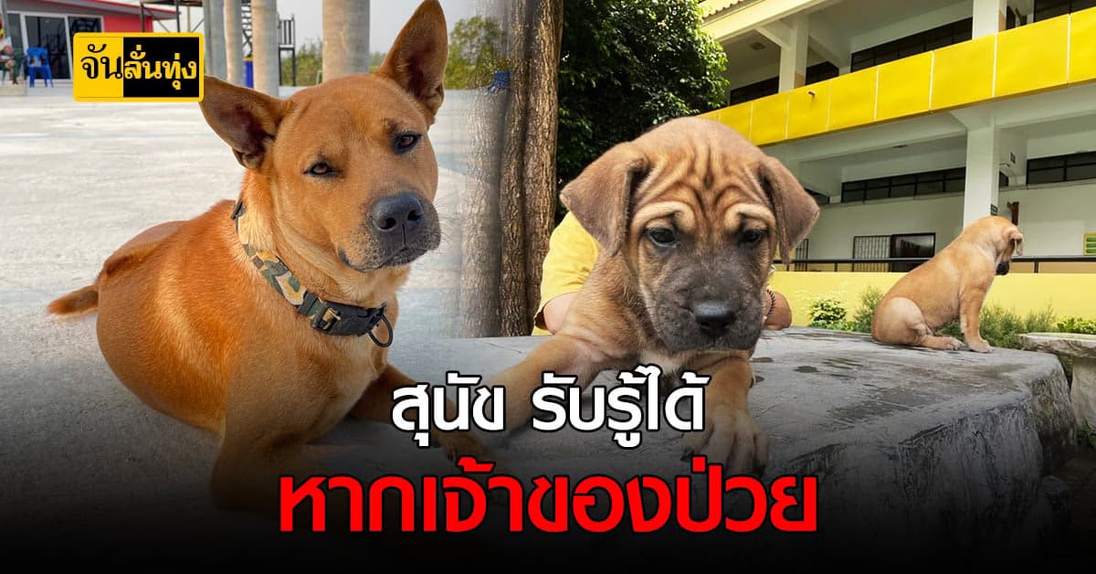 รู้หรือไม่? สุนัขของเรา สามารถรับรู้ได้ หากเจ้าของป่วย