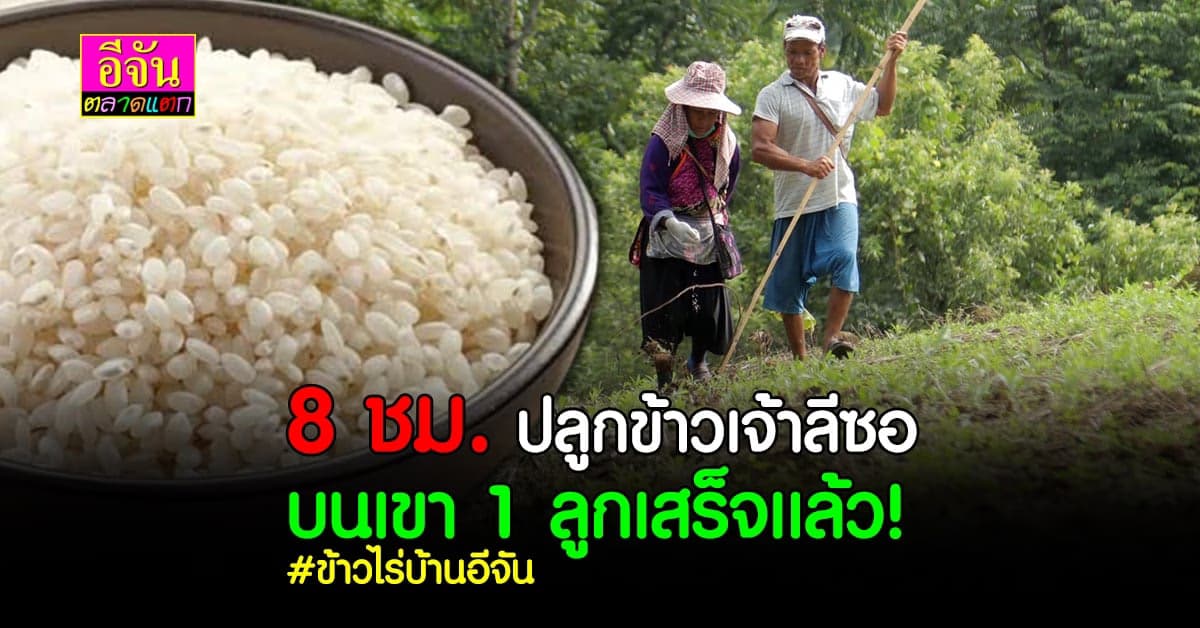 8 ชม. ช่วยกันจนเสร็จ ปลูกข้าวเจ้าลีซอ บนดอยเเม่เเตง รอเกี่ยวส่งลูกเพจ