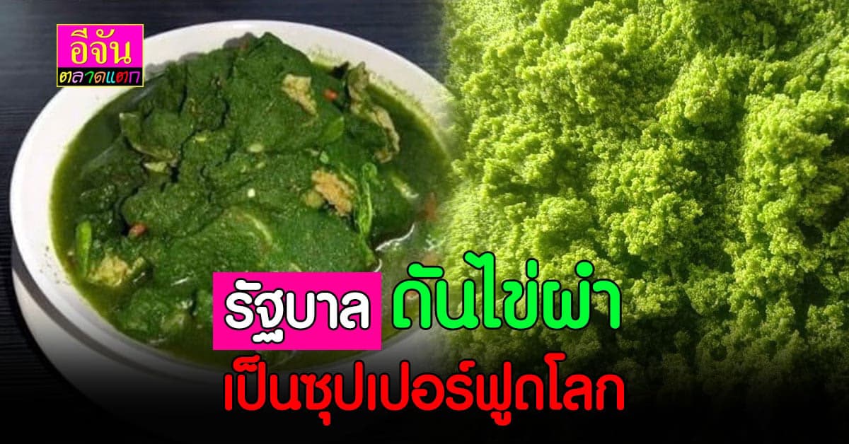 ไข่ผำ พืชน้ำไร้ค่า รัฐบาลเตรียมดัน ขึ้นเป็นซุปเปอร์ฟู้ดโลก