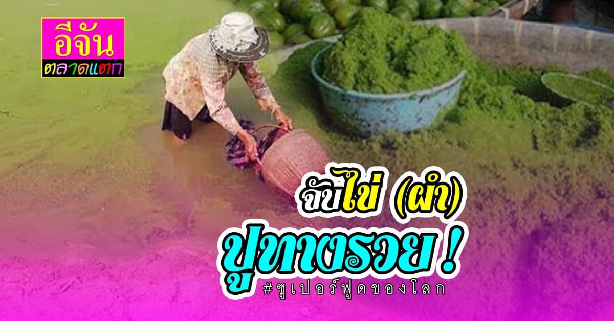 ไข่ผำคืออะไร ทำไมรัฐบาลต้องดันเป็น สุดยอดซูเปอร์ฟูดของโลก