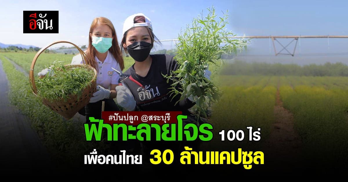 CP สร้างฟาร์มฟ้าทะลายโจร 100 ไร่ ผลิต 30 ล้าน แคปซูล แจกคนไทย