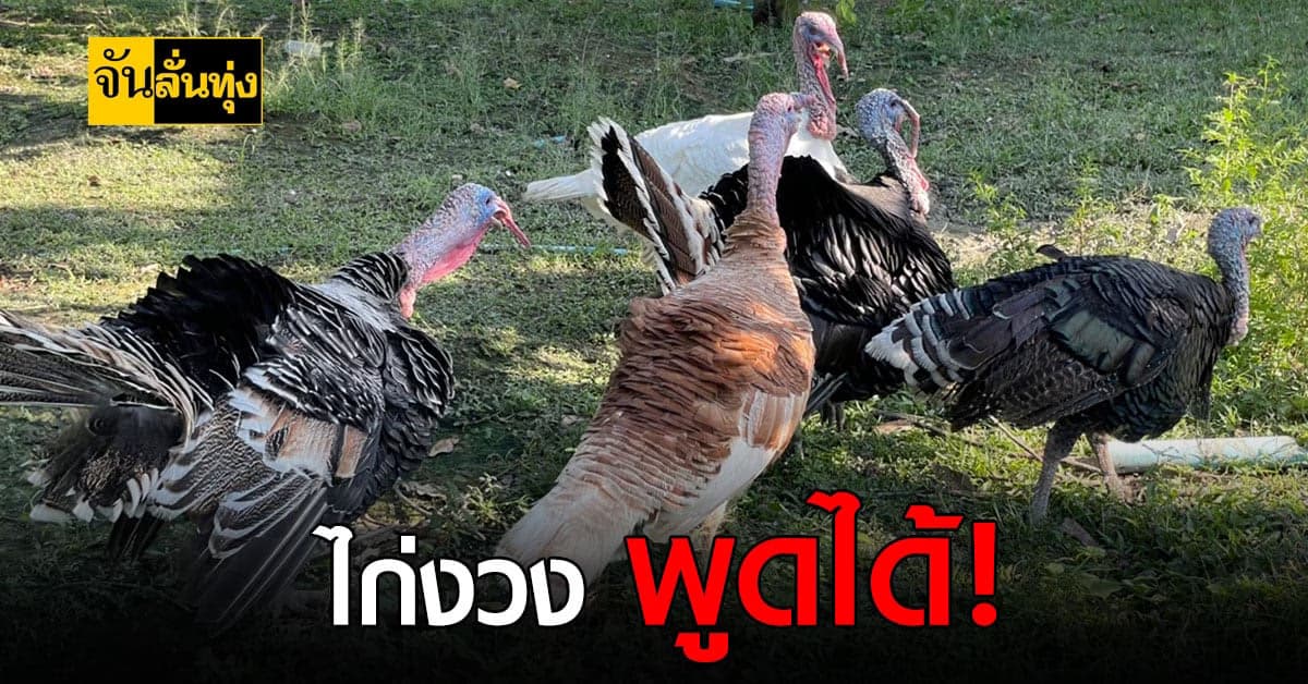 ใครเหงา? แนะนำให้เลี้ยงไก่งวง