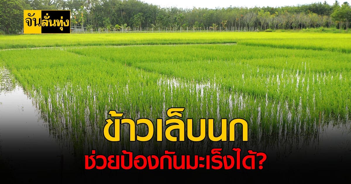 ข้าวจากภาคใต้ เล็บนกปัตตานี ช่วยป้องกันมะเร็งลำไส้ได้